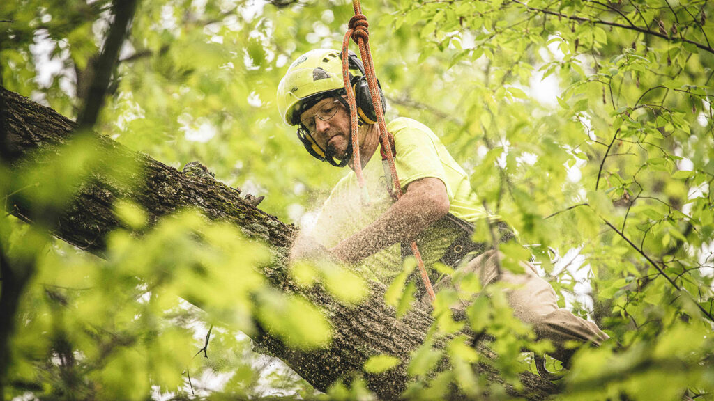 Rawfish Media, Baxter, MN, Minnesota marketing specialists, social media management services, photography, videography, brand development, storytelling, arborist, limbing a tree, chainsaw, personal protective equipment, PPE, professional arborist